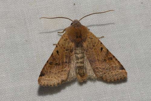 Réf. 242 449 : Agrochola lychnidis